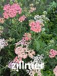 Achillea millefolium 'Apfelbluete'