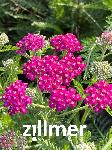 Achillea millefolium 'Cassis'