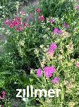 Achillea millefolium 'Cerise Queen'