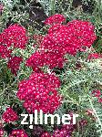 Achillea millefolium 'Christel'