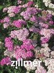 Achillea millefolium 'Excel'