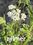 Achillea millefolium 'Hartington White'