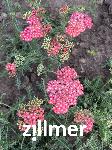 Achillea millefolium 'Lachsschoenheit'