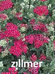Achillea millefolium 'New Vintage Red'