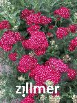 Achillea millefolium 'Red Velvet'