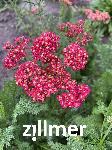 Achillea millefolium 'Renata'