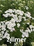 Achillea millefolium 'Schneetaler'