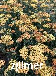Achillea millefolium 'Terracotta'