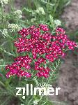 Achillea millefolium 'Velour'