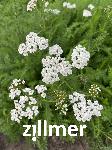 Achillea millefolium 'White Beauty'