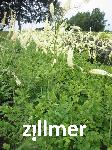 Actaea racemosa