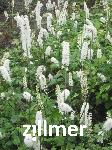Actaea simplex 'White Pearl'