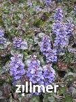 Ajuga reptans 'Stoelzle'