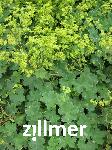 Alchemilla caucasica