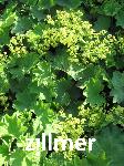 Alchemilla epipsila