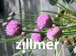Allium schoenoprasum 'Augenschmaus'