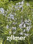 Amsonia 'Ernst Pagels'