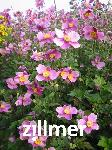 Anemone japonica 'Bowles Pink'