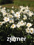 Anemone japonica 'Honorine Jobert'