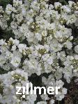 Arabis caucasica 'Plena'