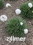 Armeria maritima 'Alba'