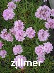 Armeria maritima 'Schoene von Fellbach'