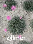 Armeria maritima 'Vesuv'