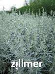 Artemisia ludoviciana 'Silver Queen'