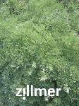 Artemisia schmidtiana 'Nana'