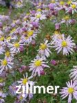 Aster 'Eleven Purple' -S-