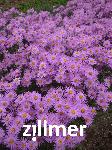Aster amellus 'Brillant'