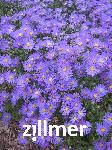 Aster amellus 'Butzemann'