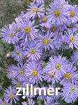 Aster amellus 'Dr. Otto Petscheck'