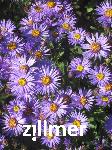 Aster amellus 'Gluecksfund'