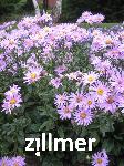 Aster amellus 'Rosa Erfuellung'