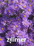 Aster amellus 'Sonora'