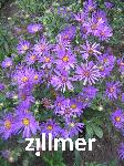 Aster amellus 'Veilchenkoenigin'