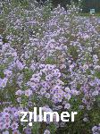 Aster amethystinus x 'Freiburg'