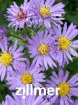 Aster dumosus 'Blauer Gletscher'