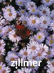 Aster dumosus 'Blauer Zwerg'