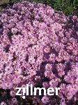 Aster dumosus 'Herbstgruss von Bresserhof'