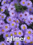 Aster dumosus 'Herbstpurzel'