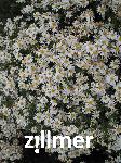 Aster dumosus 'Kristina'