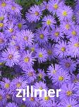 Aster dumosus 'Mittelmeer'