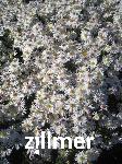 Aster dumosus 'Niobe'
