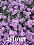 Aster dumosus 'Rosa Zwerg'