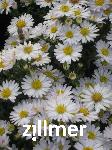 Aster dumosus 'Schneekissen'