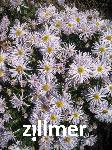 Aster dumosus 'Silberteppich'