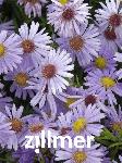 Aster dumosus 'Zwergenhimmel'