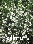 Aster ericoides 'Schneetanne'